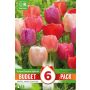 Kapiteyn blomsterløg tulipan Darwin Hybrid Mix budget 6 stk. 
