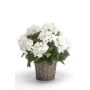 Emerald hortensia med kurv hvid 20 cm