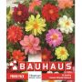 Kapiteyn blomsterløg dahlia promo mix 10 stk.