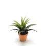 Emerald agave 18 cm