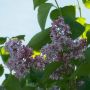 Syrenhæk Syringa Vulgaris 50-80 cm 10 stk