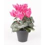 Emerald alpeviol pink 25 cm