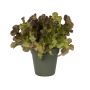 Elho Urtepotte Green Basics Growpot Mørkegrøn Ø17-30 cm