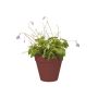 Elho urtepotte Loft Urban Green Wall teglrød Ø15 cm