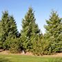 Serbisk gran Picea Omorika 80-100 cm