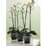 Elho orkidépotte Brussels Orchid transparent Ø13 cm