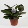Peperomia Obtusifolia Ø11 cm potte - flere varianter