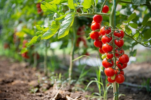 Et billede af modne tomater